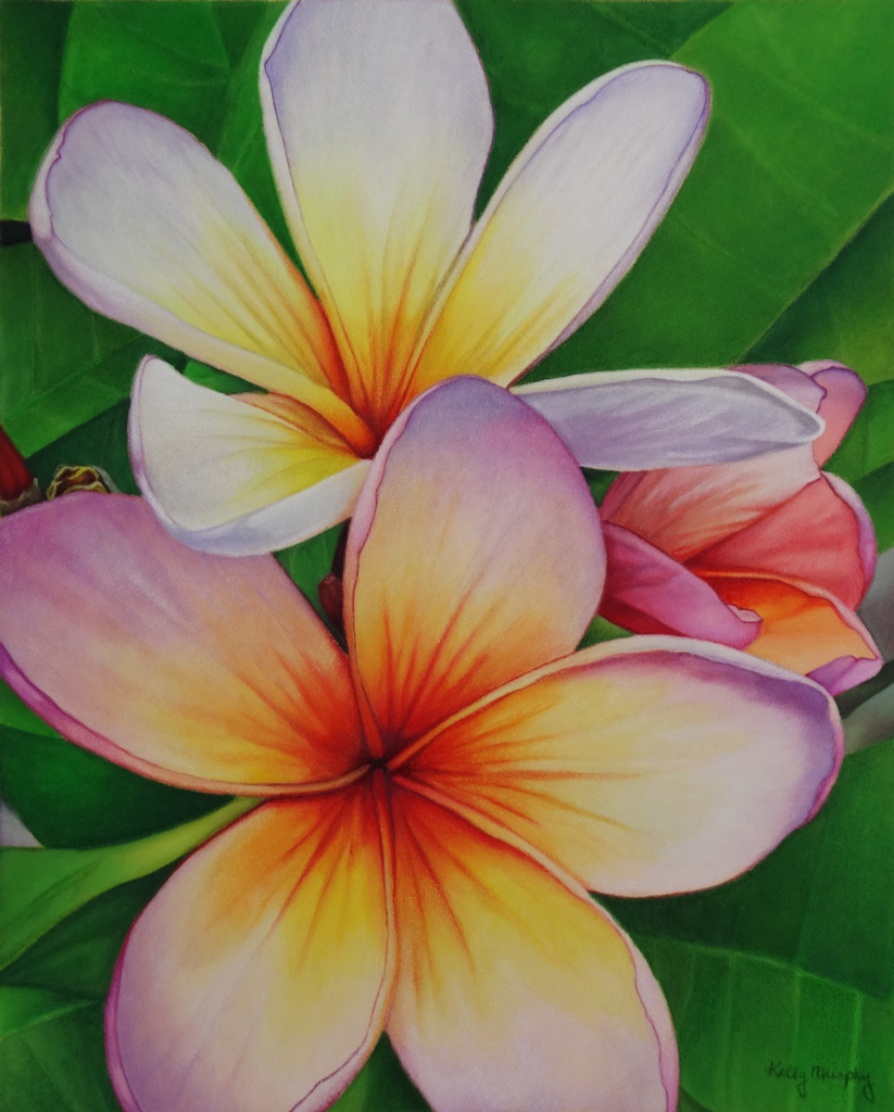 Plumeria Flowers