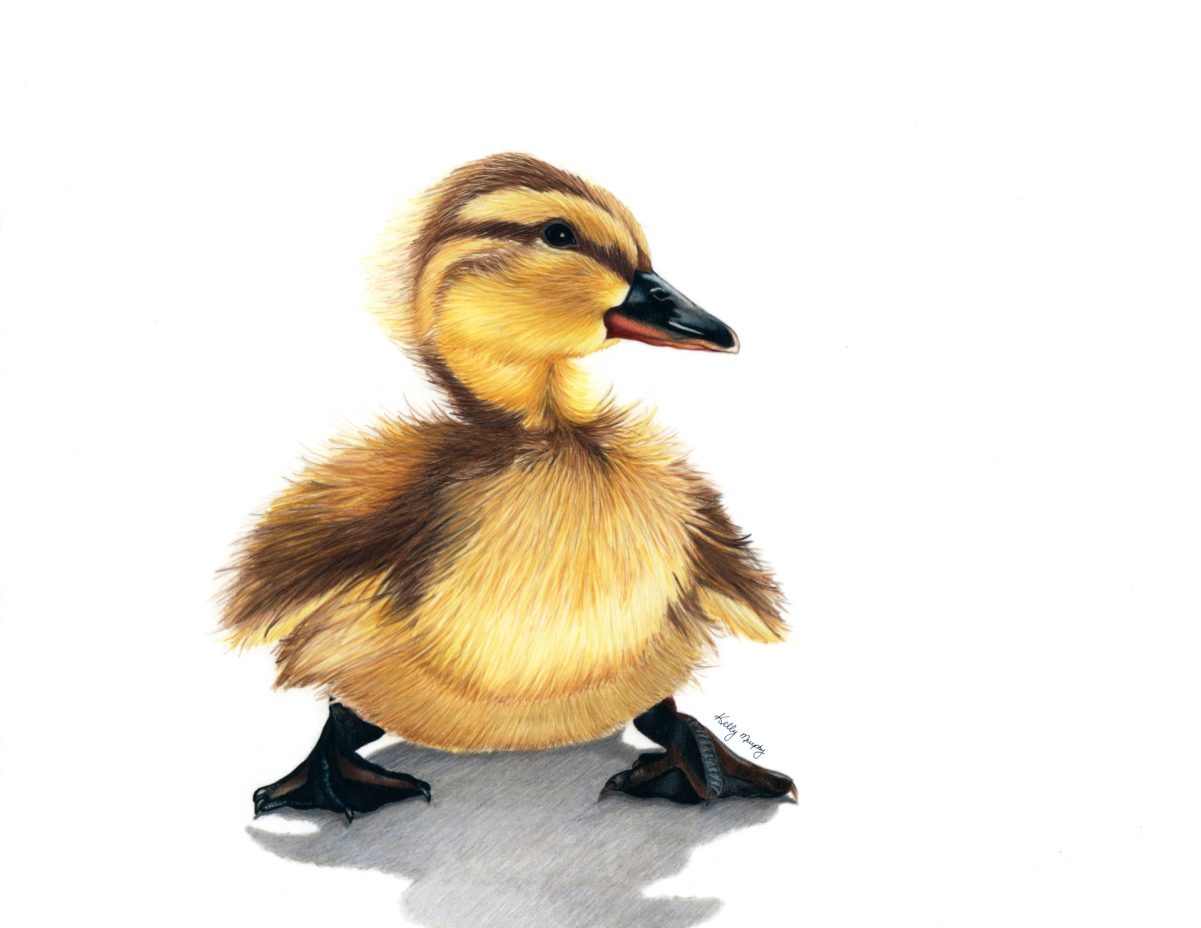 Duckling
