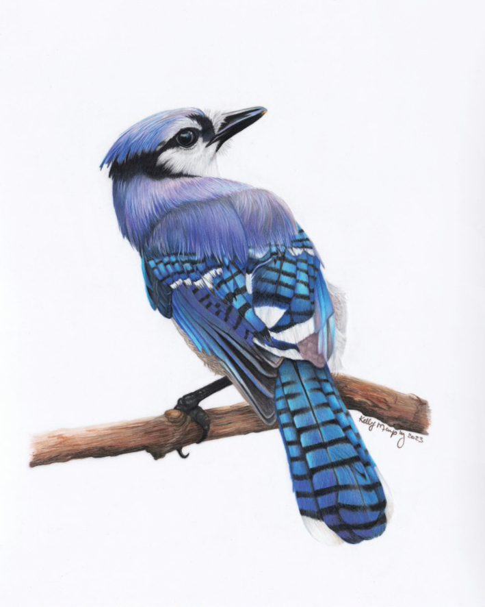 Blue Jay