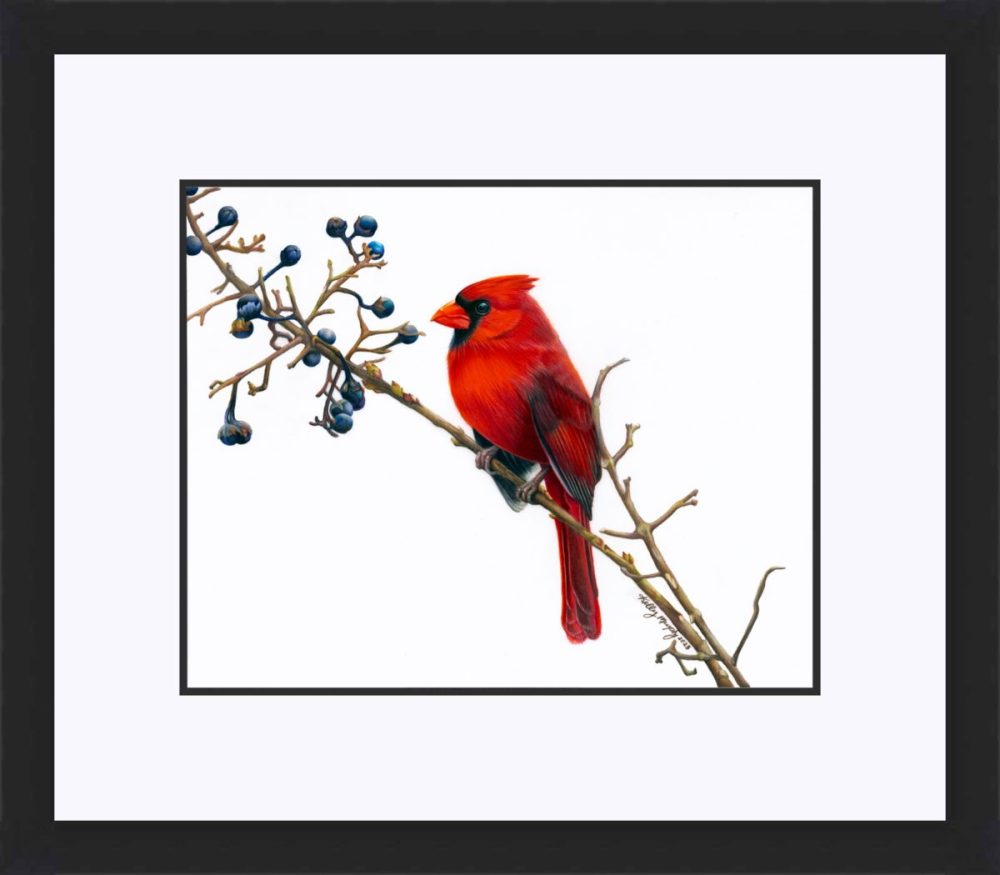 SOLD- Cardinal on Drafting Film