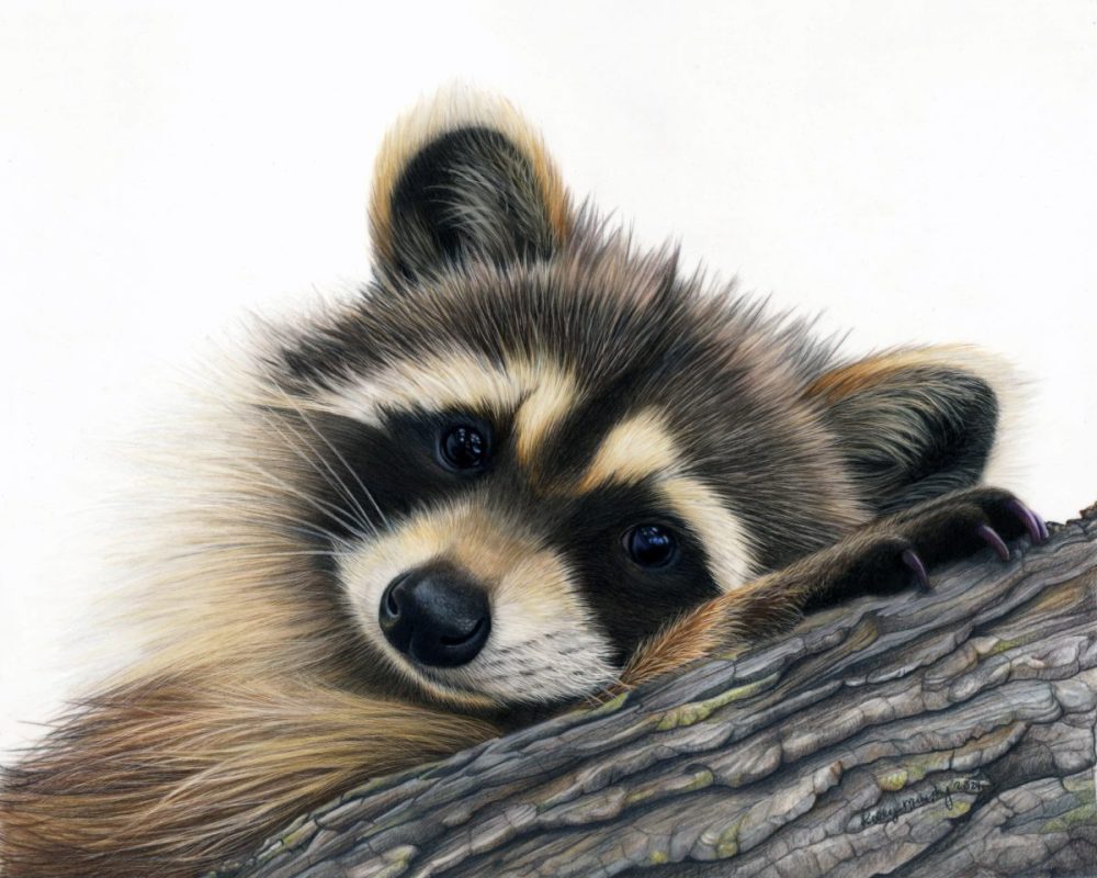 Racoon