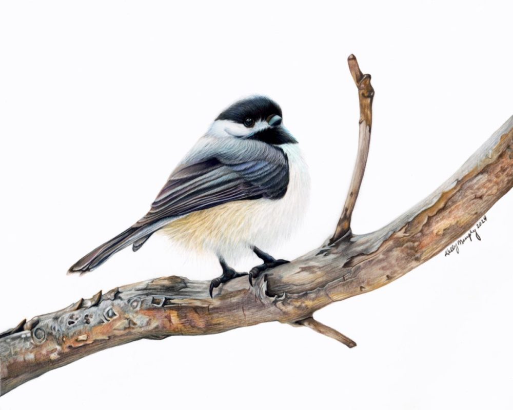 Chickadee