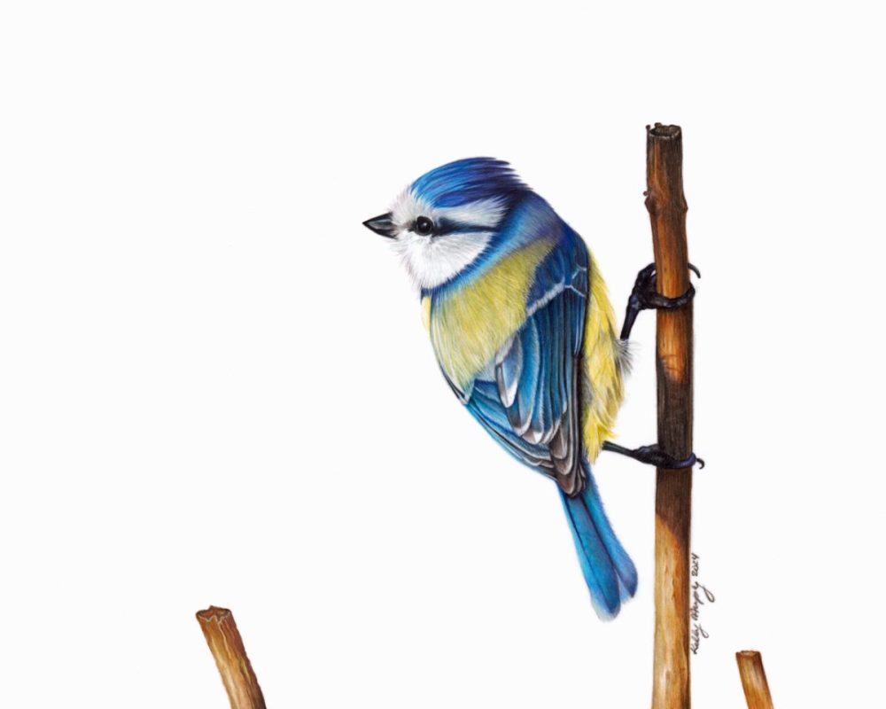 Blue Tit