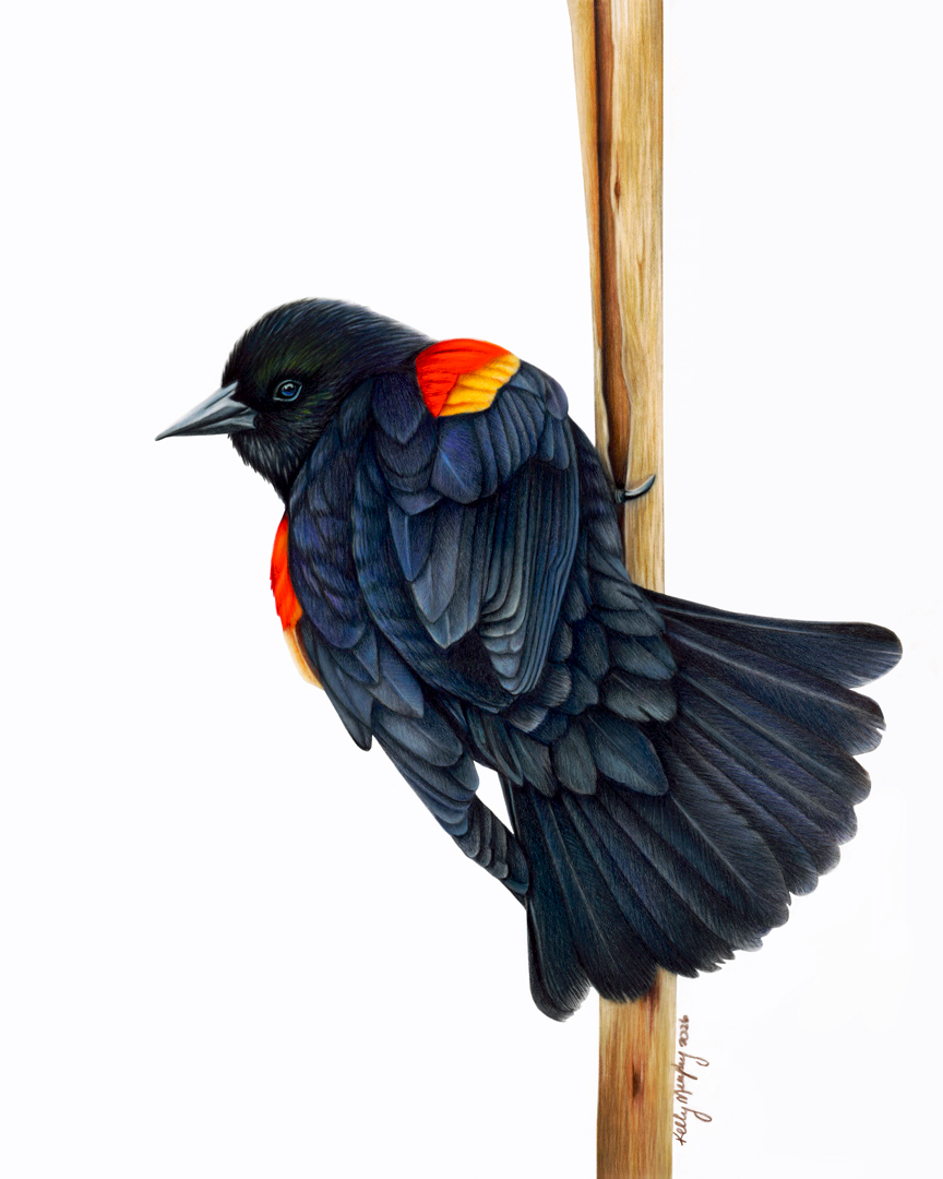 Red Winged Blackbird