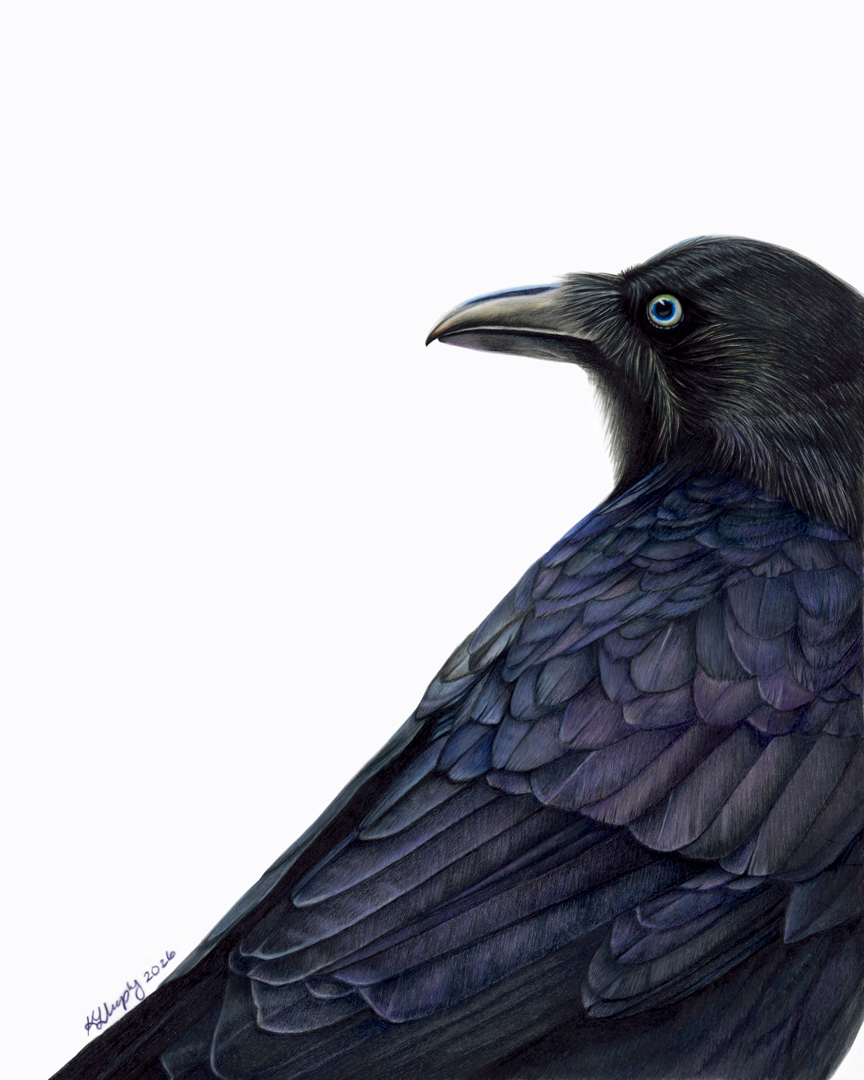 Raven